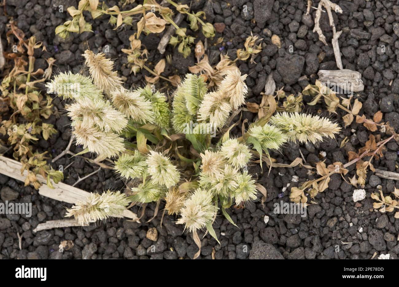 Goldentop (Lamarckia aurea) Grass flowering, Lanzarote, Canary Islands Stock Photo