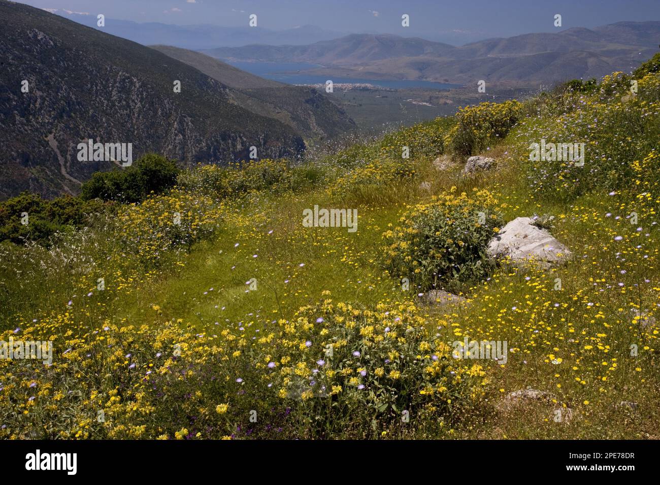 Flowering jerusalem sage (Phlomis fruticosa), in situ, Bay of Itea, Delphi, Greece Stock Photo