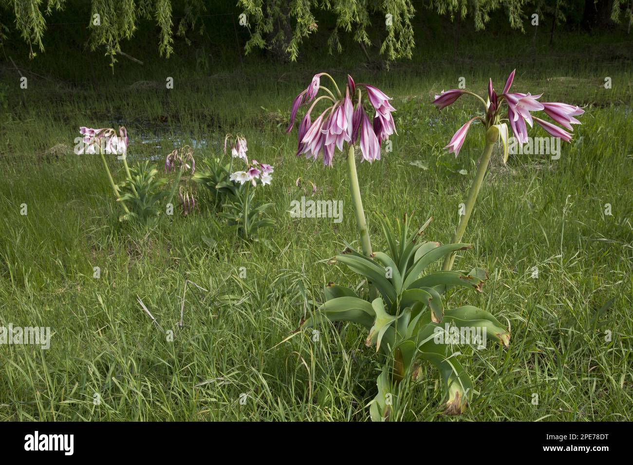 Orange River Lily (Crinum bulbispermum) flowering, growing in wet