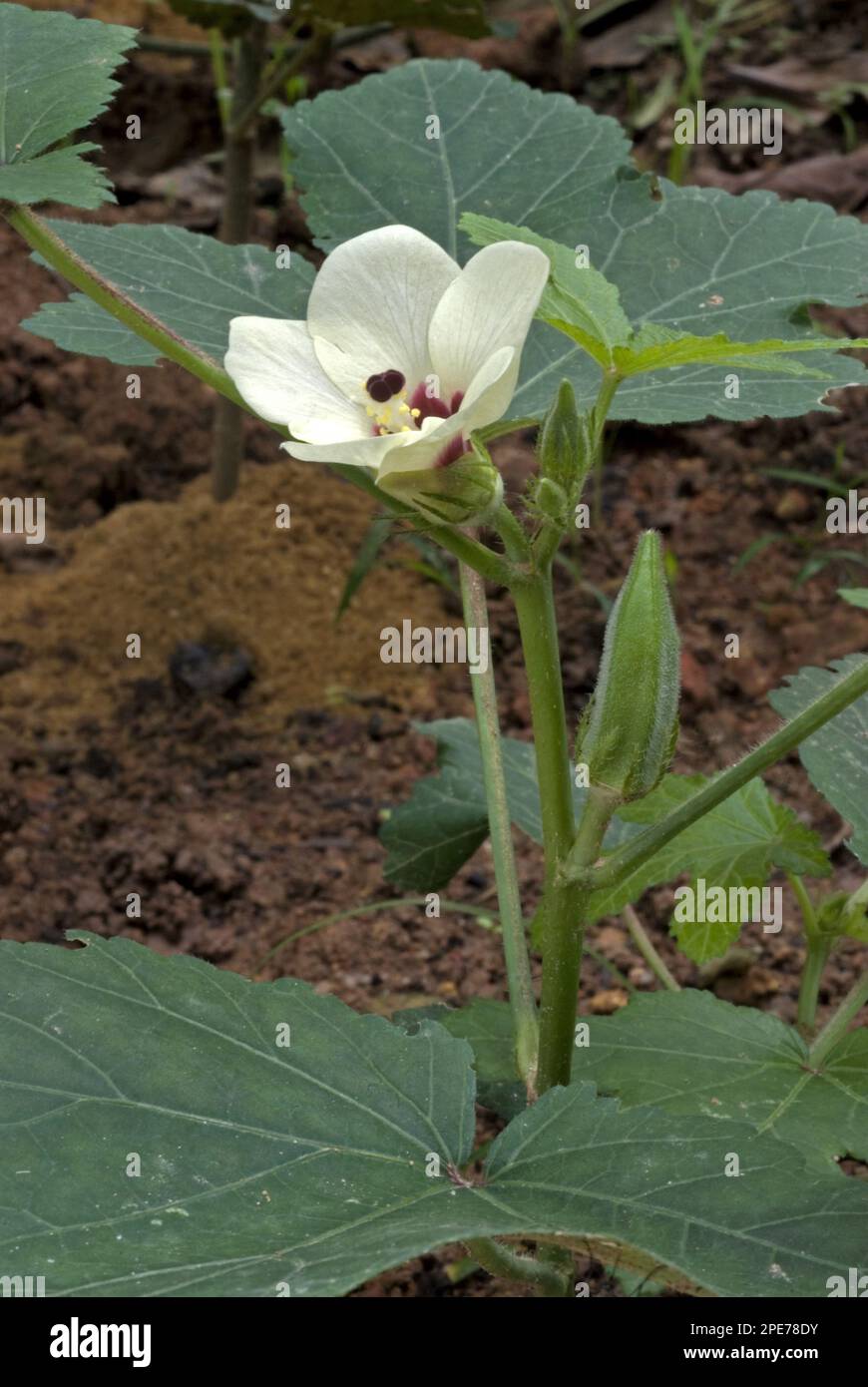 Okra (Abelmoschus esculentus), mallow family, Okra flower and tender