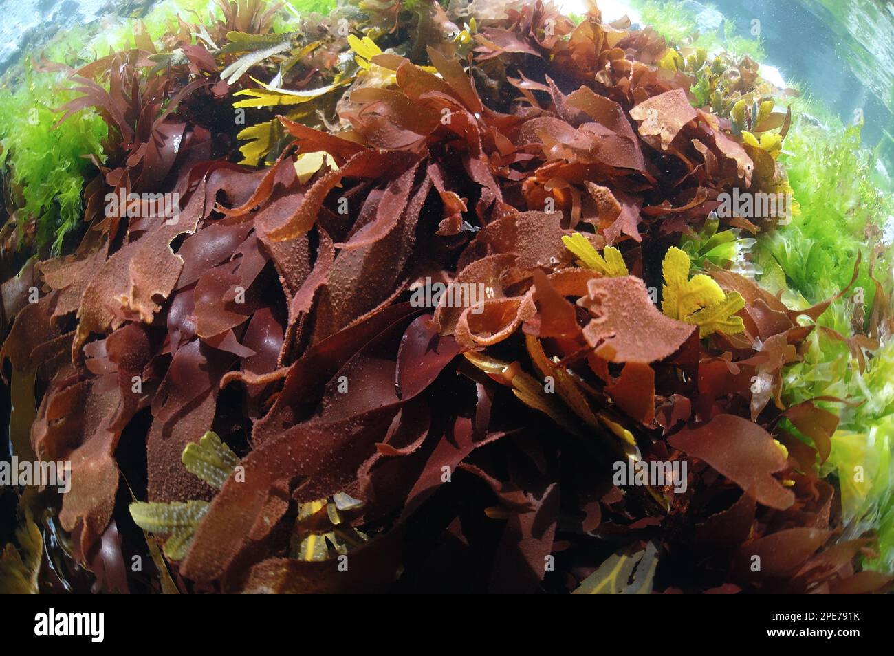 Red rag seaweed (Dilsea carnosa) fronds underwater, Pondfield Cove