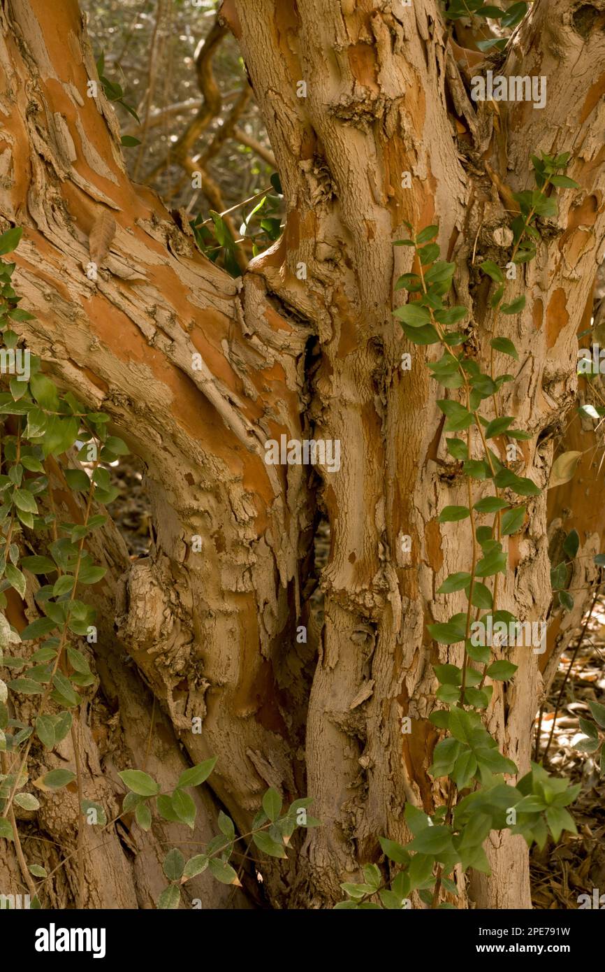 Common Myrtle (Myrtus communis) introduced species, close-up of ancient trunk, Arizona (U.) S. A Stock Photo