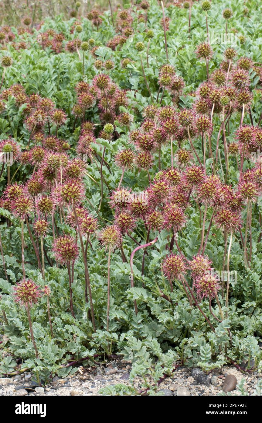 Prickly Burr (Acaena magellanica) mass of flowerheads, Laguna Nimez Nature Reserve, Lago Argentino, Los Glaciares N. P. Santa Cruz Province Stock Photo