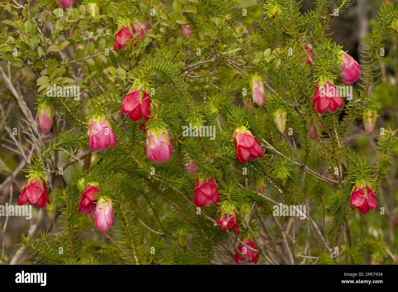 Flowering mountain bell (Darwinia leiostyla), Stirling Range, near Mount Barker, Western Australia, Australia Stock Photo
