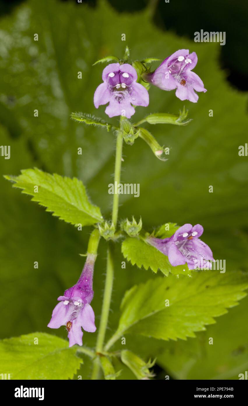 Large-flowered Calamint (Calamintha grandiflora) close-up of flowers, Auvergne, France Stock Photo