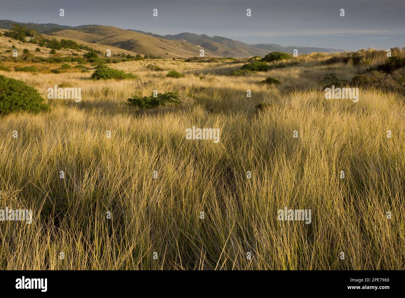 View of vegetated sand dunes and invasive marram grass, Limantour Beach, Drakes Estero, Point Reyes National Seashore, California (U.) S. A Stock Photo