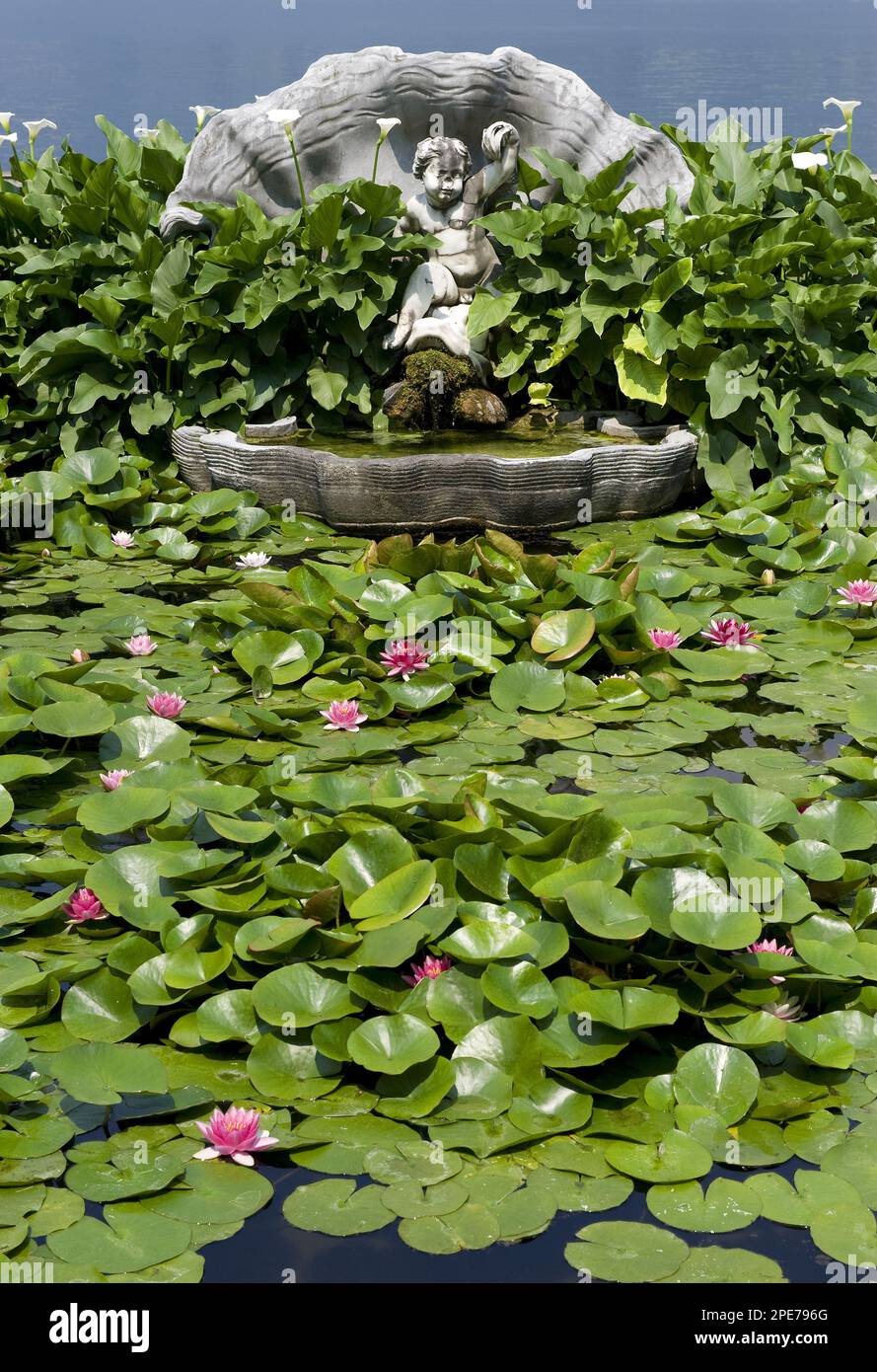 Flowers and leaves of the ornamental water lily (Nymphaea sp.), in ornamental pond with fountain, Villa Melzi, Bellagio, Lake Como, Lombardy, Italy Stock Photo