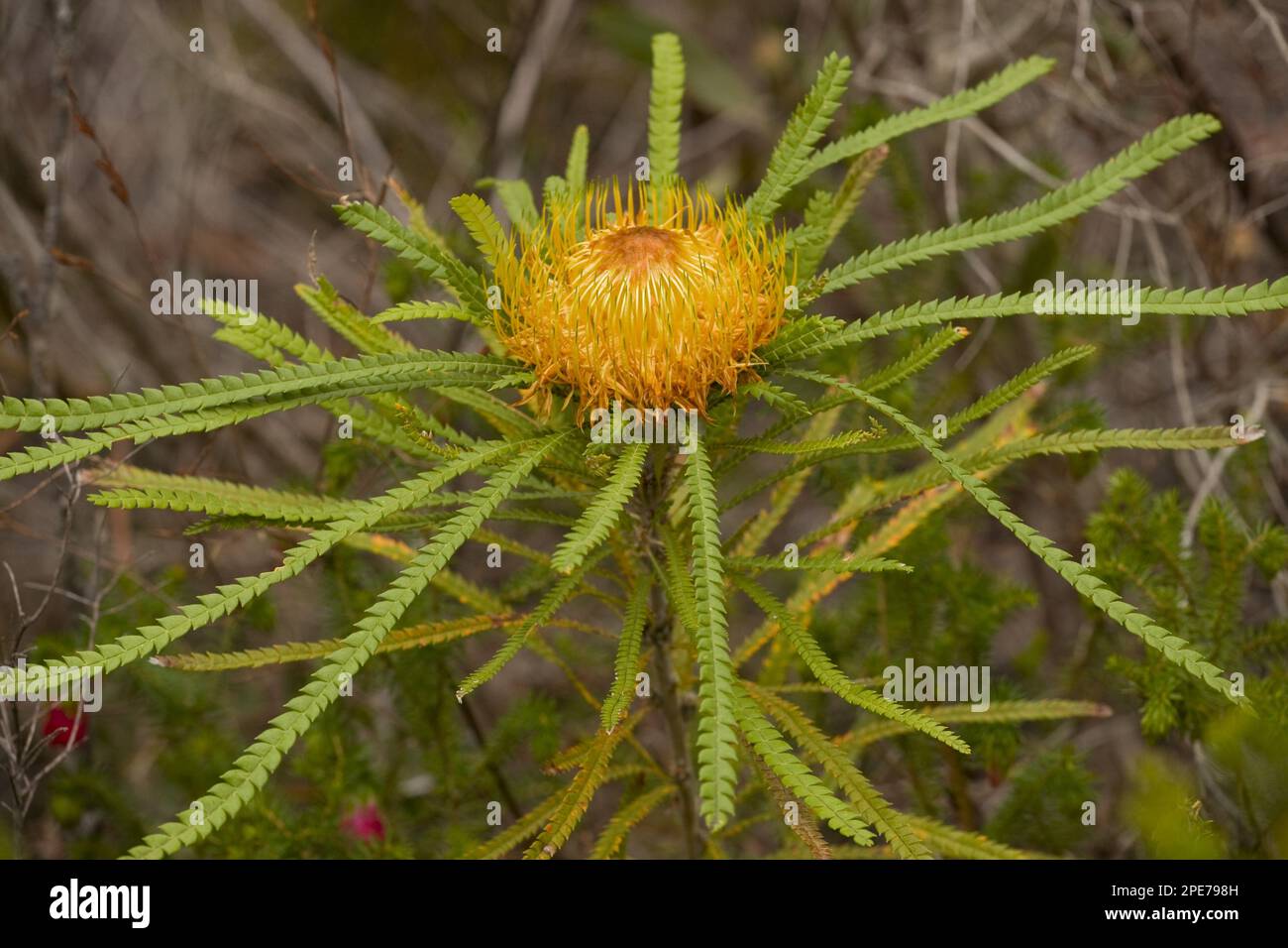Flowering Showy Dryandra (Banksia formosa), Stirling Range, near Mount Barker, Western Australia, Australia Stock Photo