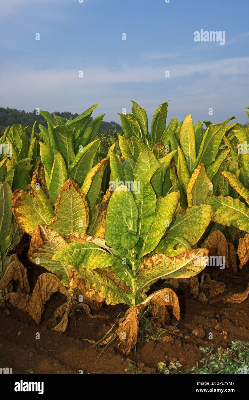 Cultivated tobacco (Nicotiana tabacum), nightshade family, Tobacco crop