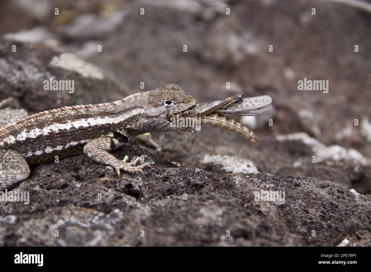 Lava Lizard, Lava Lizards, Other animals, Reptiles, Animals, Galapagos lava Lizard eating small Painted Locust, San Cristobal island Stock Photo