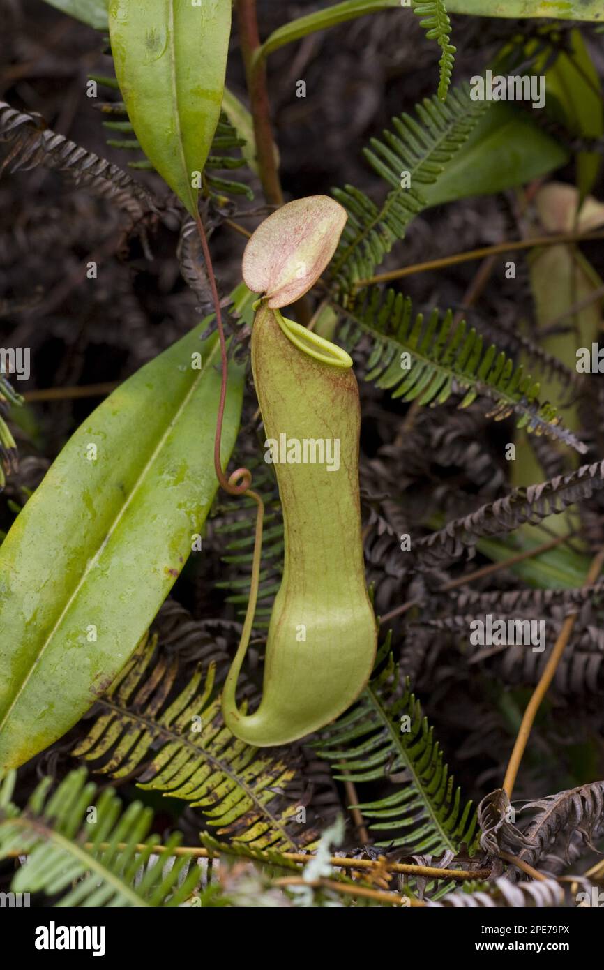(Nepenthes distillatoria) pitcher plant sri lanka Stock Photo - Alamy