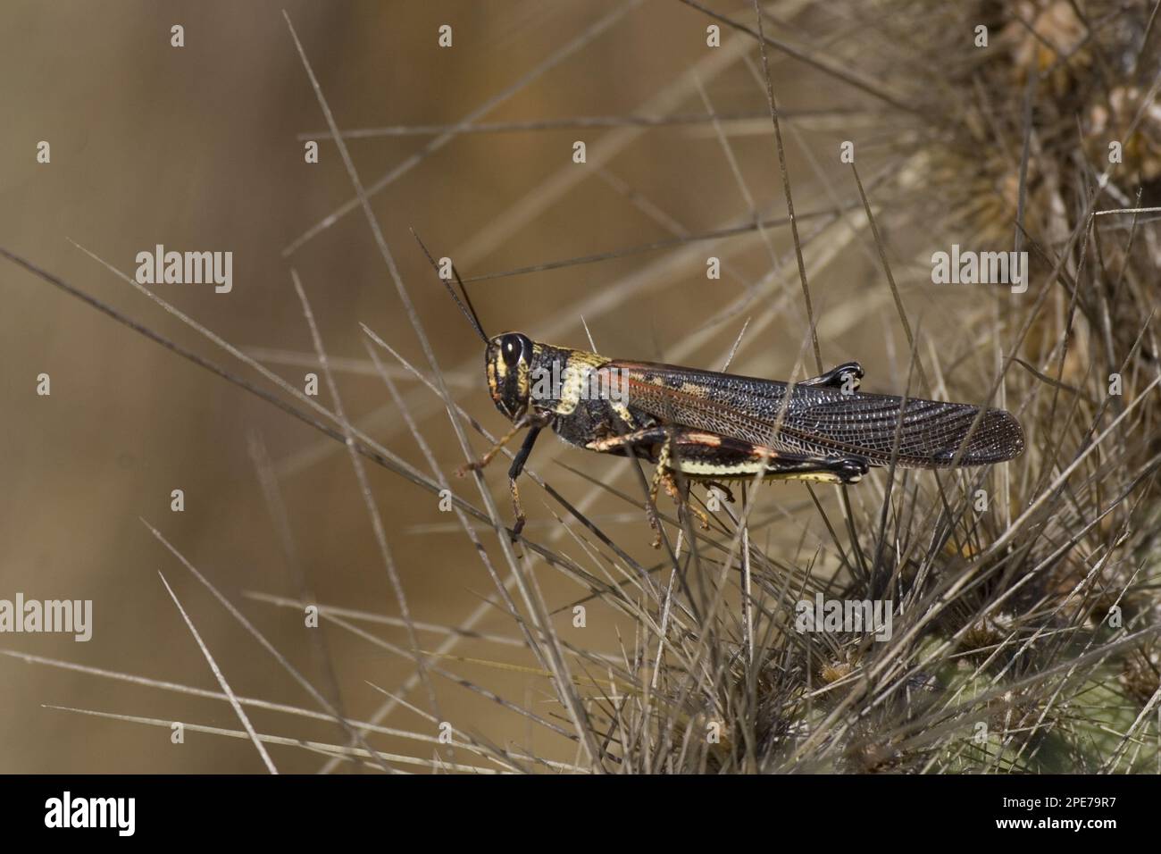 Other animals, Insects, Animals, Field locusts, Galapagos Large painted locust Stock Photo