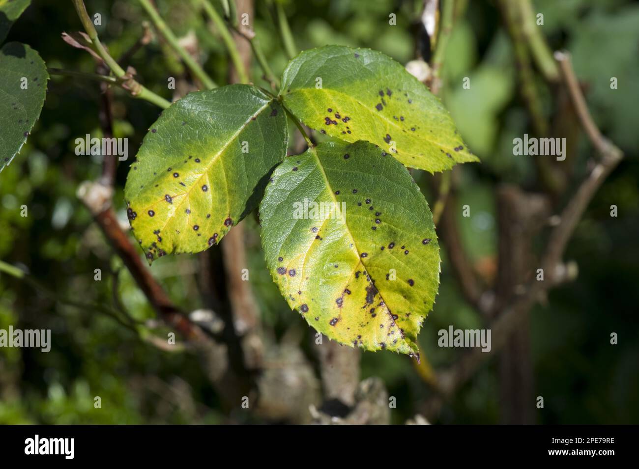Black spot disease (Diplocarpon rosae), fungi, Rose spot, a fungal disease on rose leaves in summer Stock Photo
