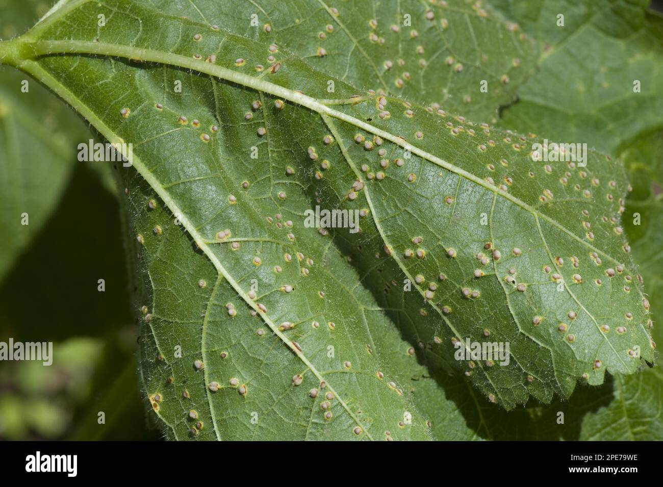 Holly rust, Puccinia malvacearum, early pustules on the underside of a holly leaf Stock Photo