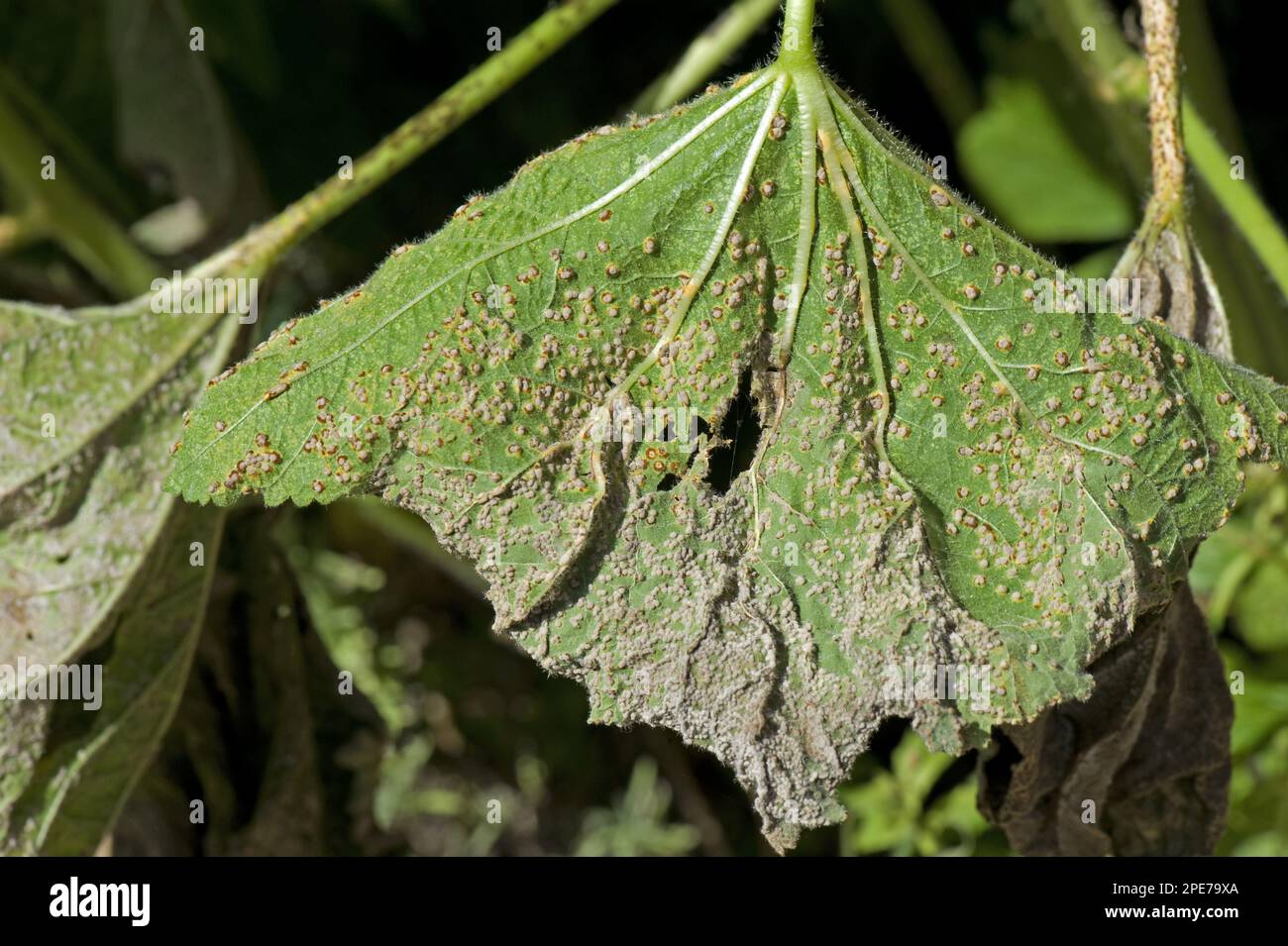 Holly rust, Puccinia malvacearum, severe damage and staining on the underside of a holly leaf Stock Photo