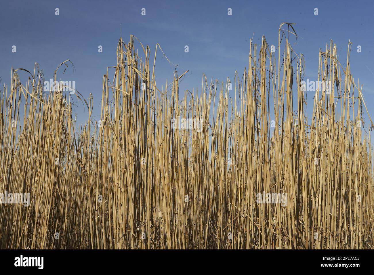 Hybrid, Giant Chinese reed, Giant Chinese reed, Elephant grass, Sweet
