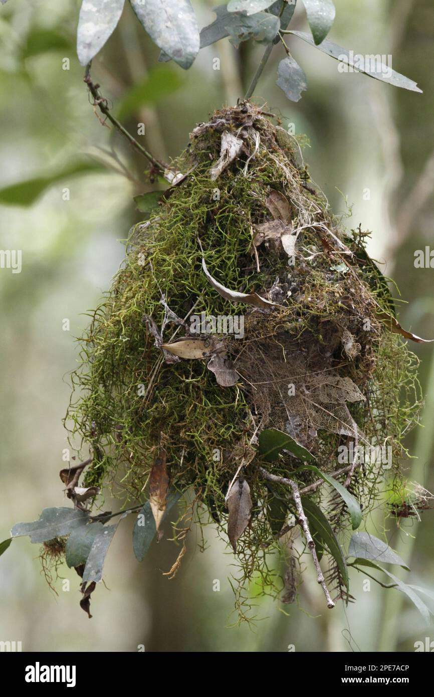 White-browed scrubwren (Sericornis frontalis) nest, hanging in tree, Lamington N. P. Queensland, Australia Stock Photo
