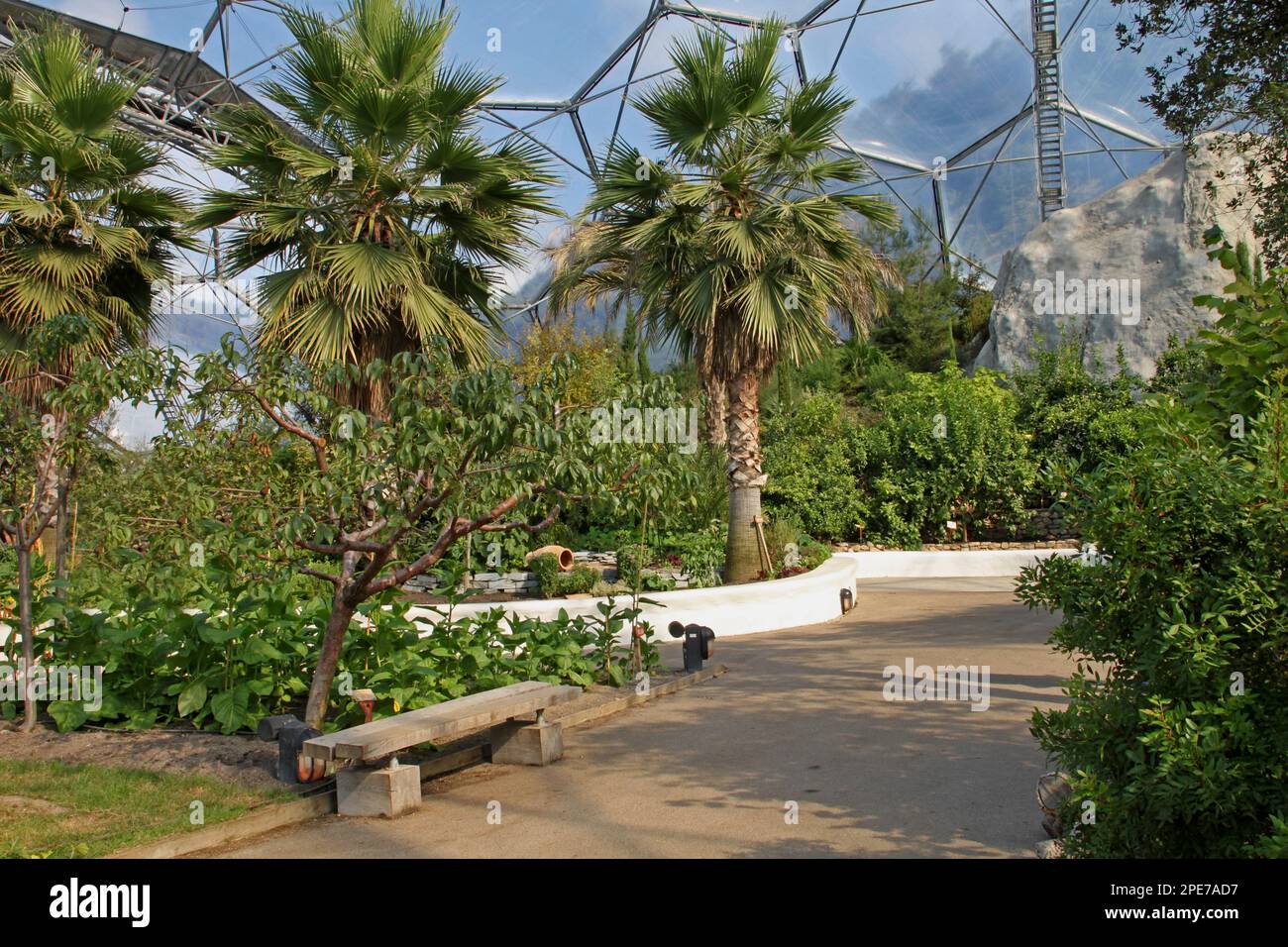 Palm trees in mediterranean biome, Mediterranean Biome, Eden Project, Cornwall, England, United Kingdom Stock Photo