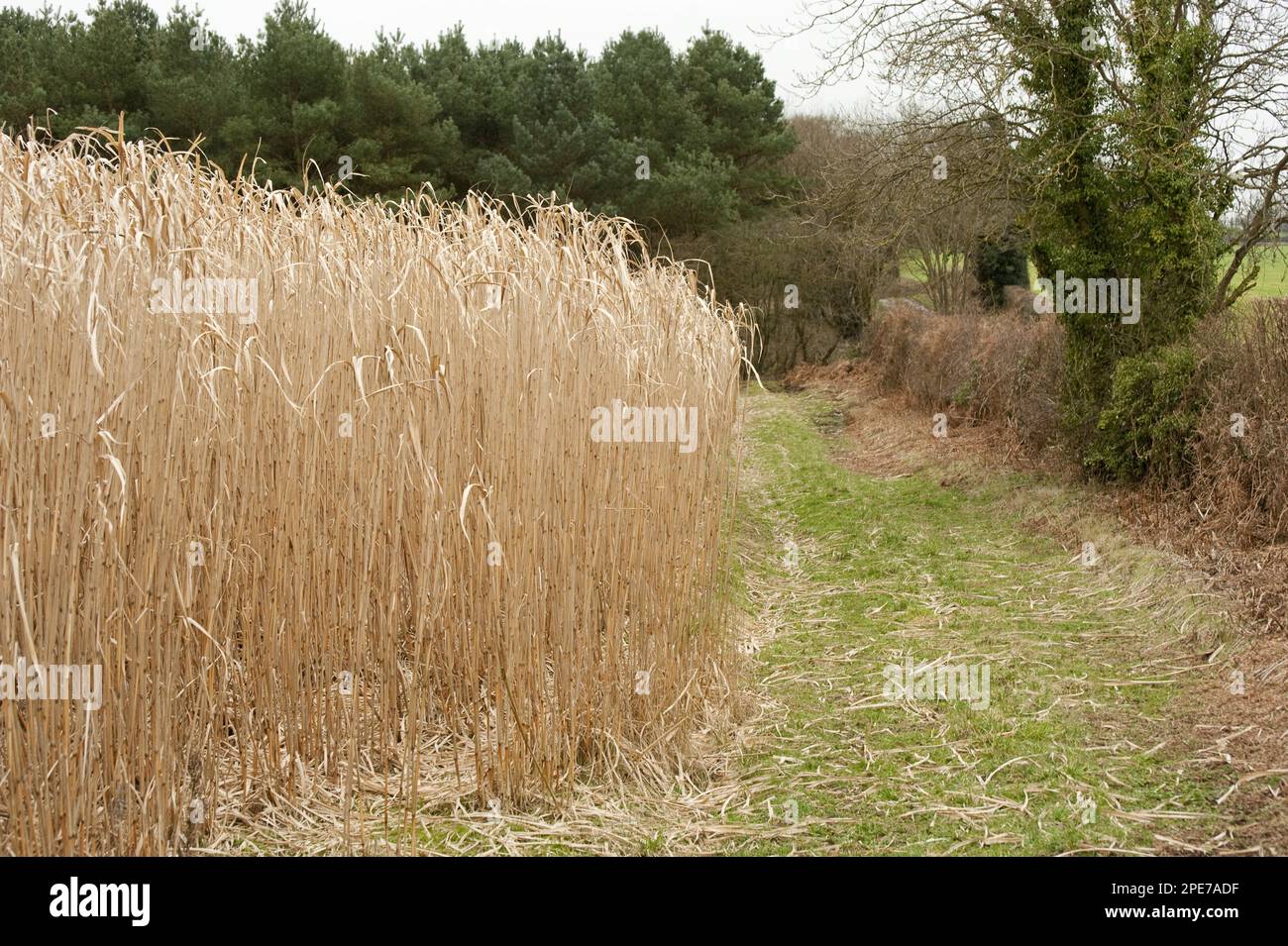 Hybrid, giant chinese reed, elephant grass, sweet grasses, elephant grass (Miscanthus x
