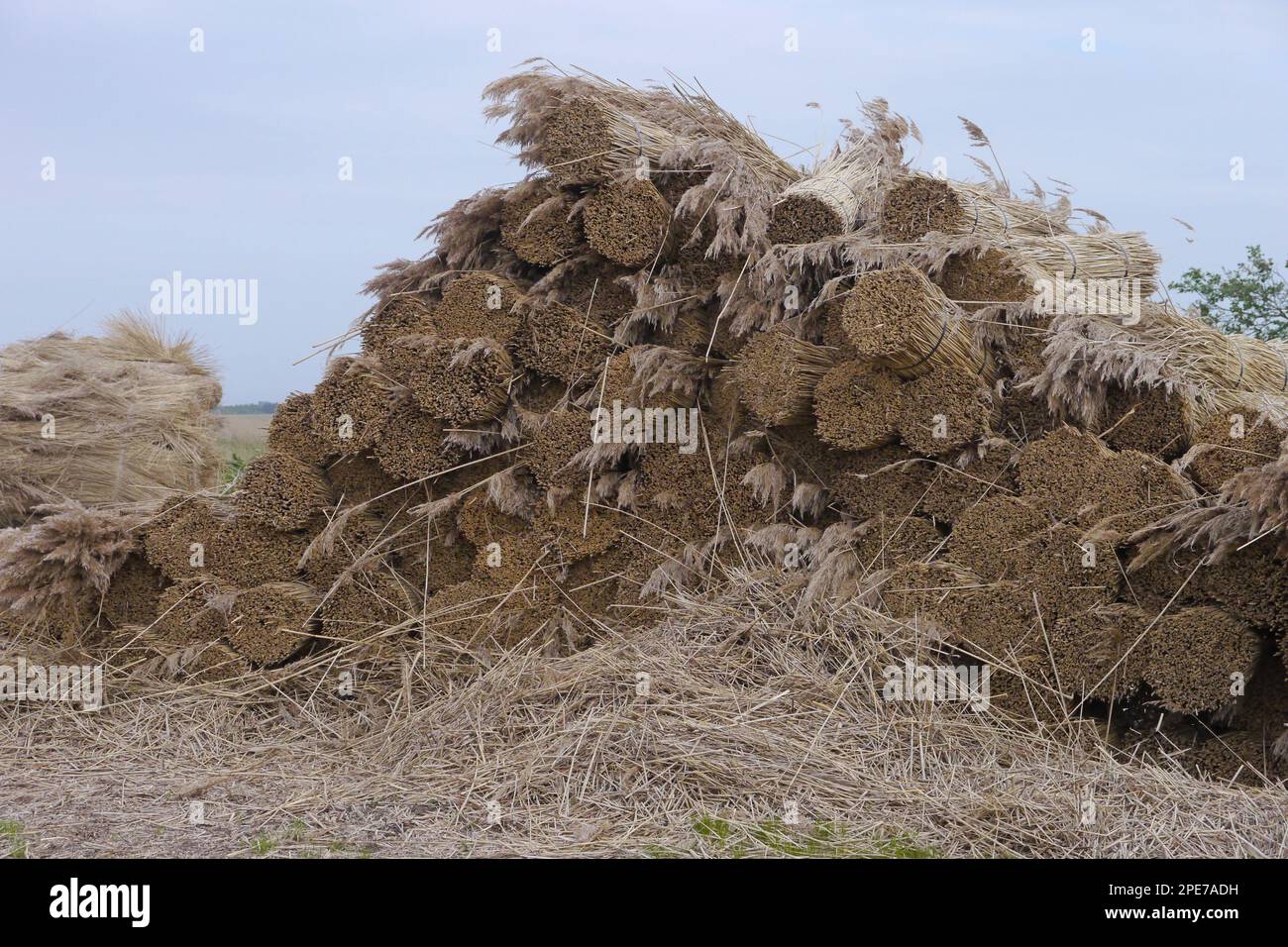 Reed cutting, bundles of cut reed for thatching in coastal reedbed, Jutland, Denmark Stock Photo