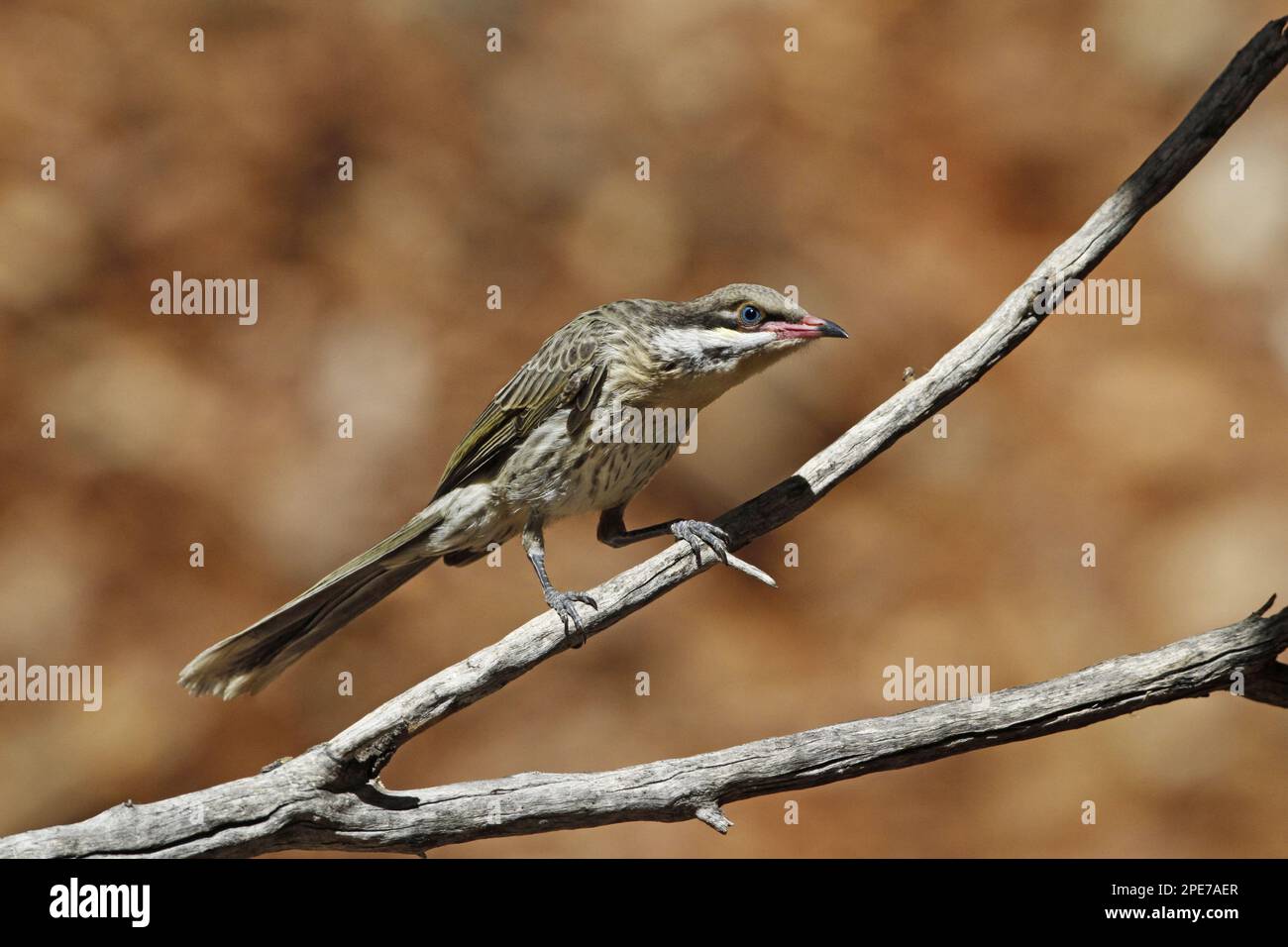 Spiny-cheeked Honeyeater (Acanthagenys rufogularis), adult, sitting on a branch, Ormiston Gorge, West MacDonnell N. P. West MacDonnell Range, Red Stock Photo