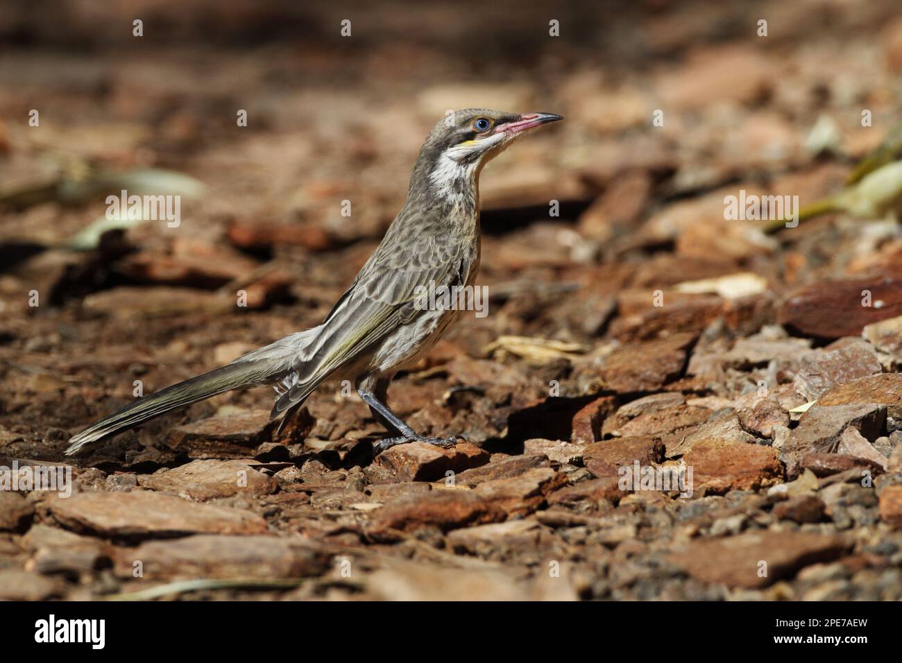 Spiny-cheeked Honeyeater (Acanthagenys rufogularis), adult, standing on ground, Ormiston Gorge, West MacDonnell N. P. West MacDonnell Range, Red Stock Photo