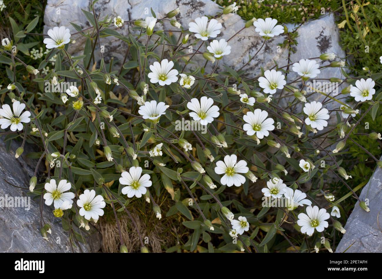 Mouse-eared Chickweed (Cerastium latifolium) flowering, growing at high altitude, Maritime Alps, France Stock Photo