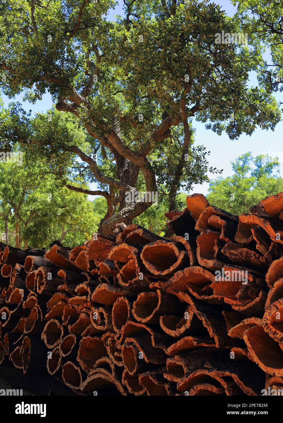 Portugal, Alentejo region. Newly harvested cork oak bark drying in the sunshine. (unprocessed cork) Natural, sustainable resource. Stock Photo