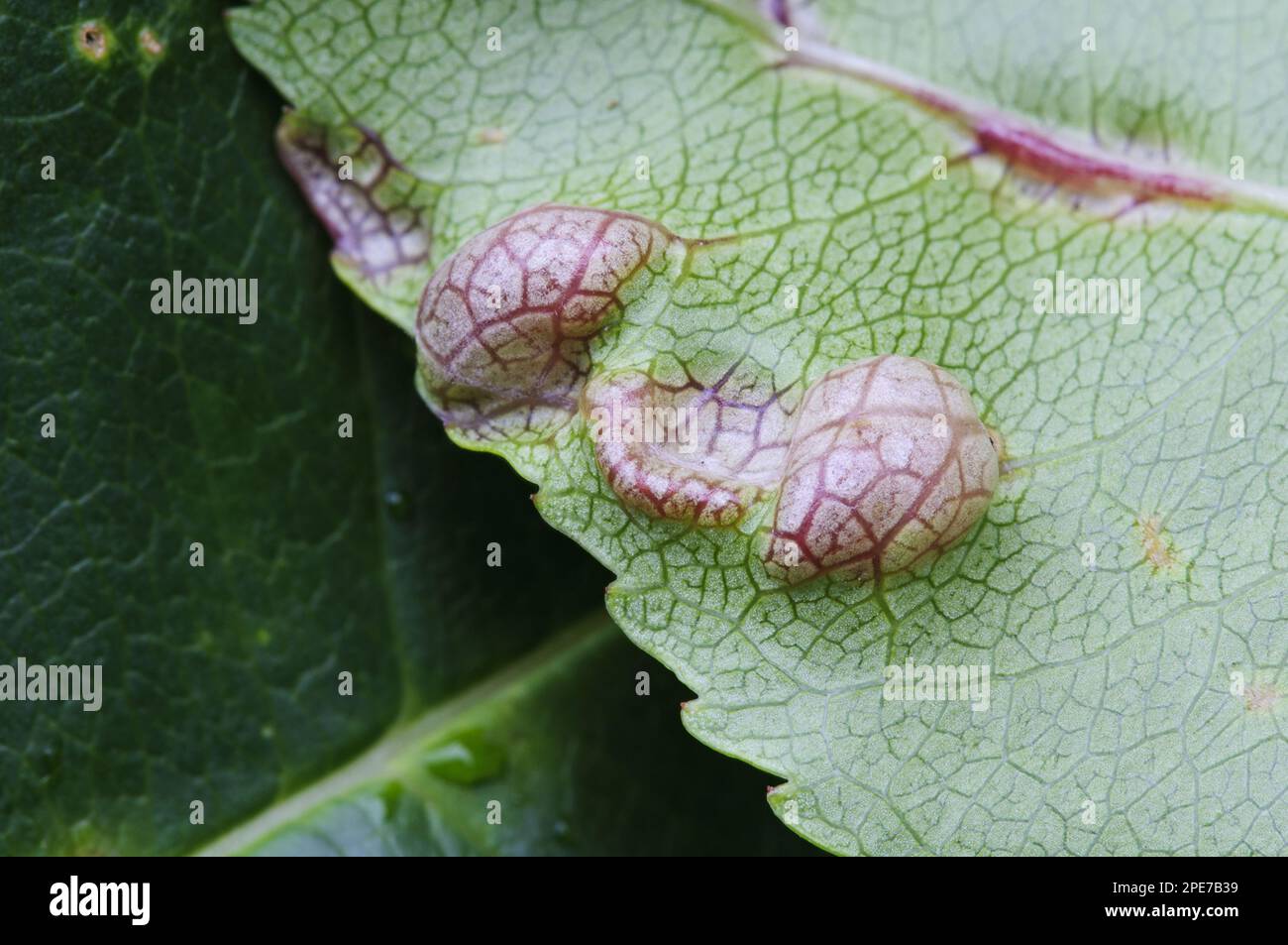Fungus (Taphrina sp.) gall, abnormal outgrowth on underside of diseased leaf, Clumber Park, Nottinghamshire, England, United Kingdom Stock Photo