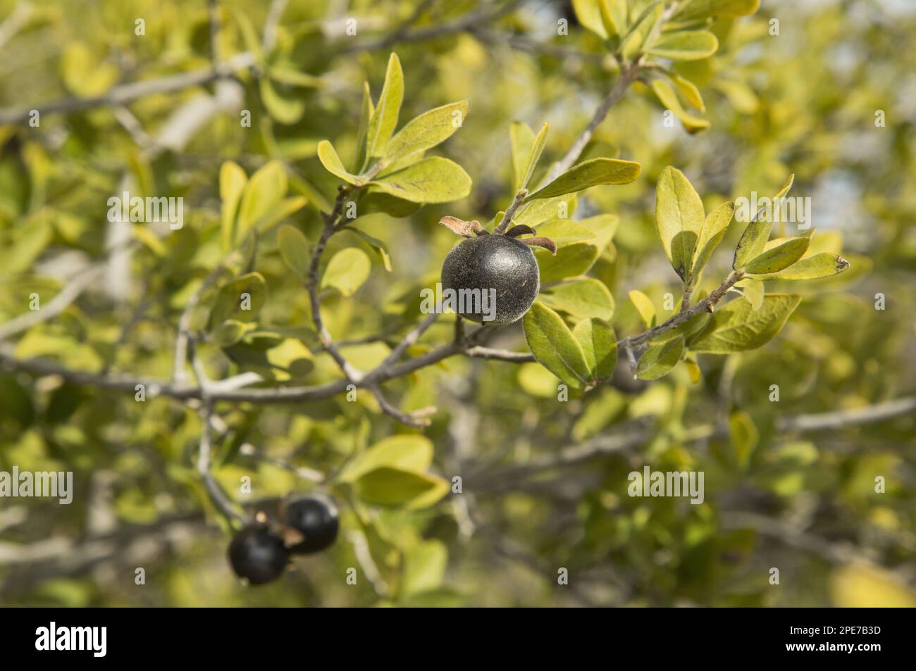 Texas Persimmon (Diospyros texana) close-up of fruit, Big Bend N. P. Chihuahuan Desert, Texas (U.) S. A Stock Photo