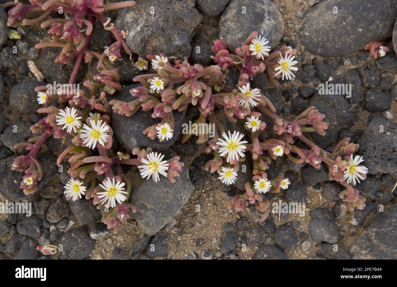 Slenderleaf Iceplant (Mesembryanthemum nodiflorum) introduced species, flowering, Lanzarote, Canary Islands Stock Photo