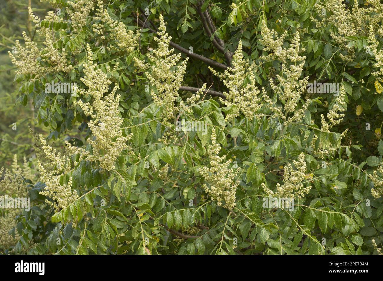 Elm-leaved Sumach (Rhus coriaria) flowering, Pontic Mountains, Anatolia, Turkey Stock Photo