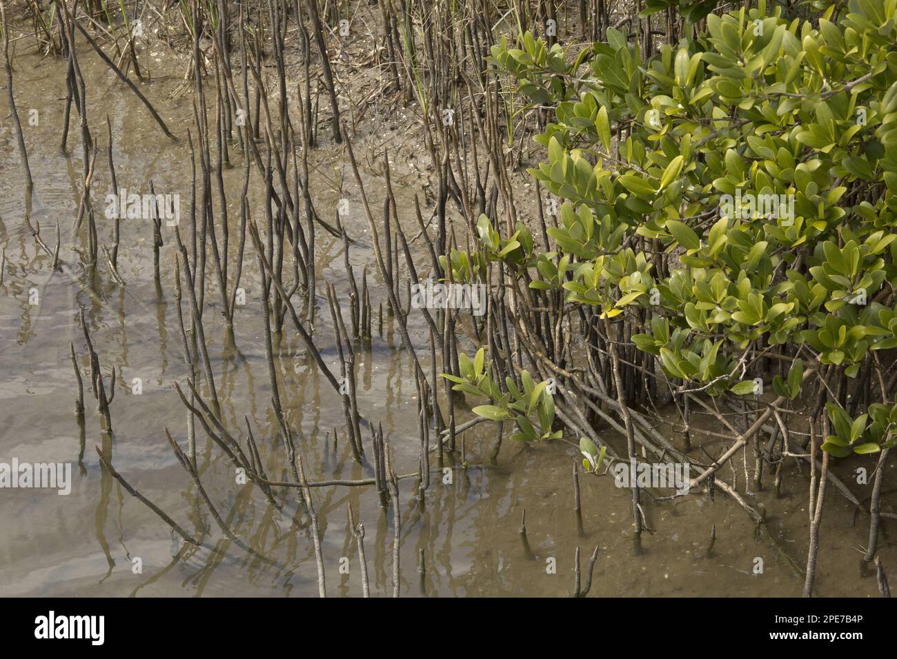 Black Mangrove (Avicennia germinans) pneumatophores (aerating roots), growing on saltmarsh edge, Texas (U.) S. A Stock Photo