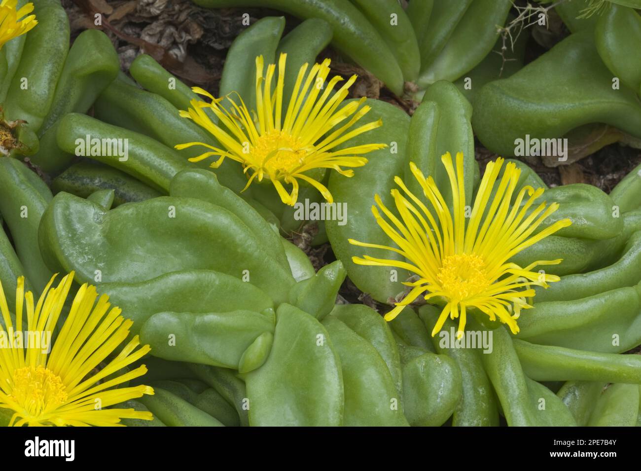 Flower of tongue-leaf (Glottiphyllum depressum), Kirstenbosch National ...