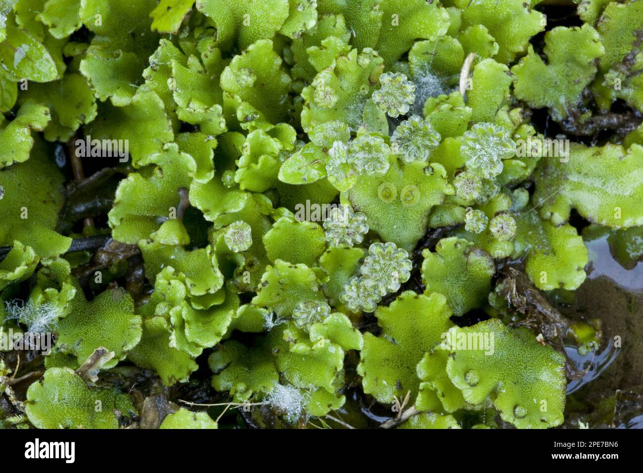 Common liverwort (Marchantia polymorpha) Greece Stock Photo