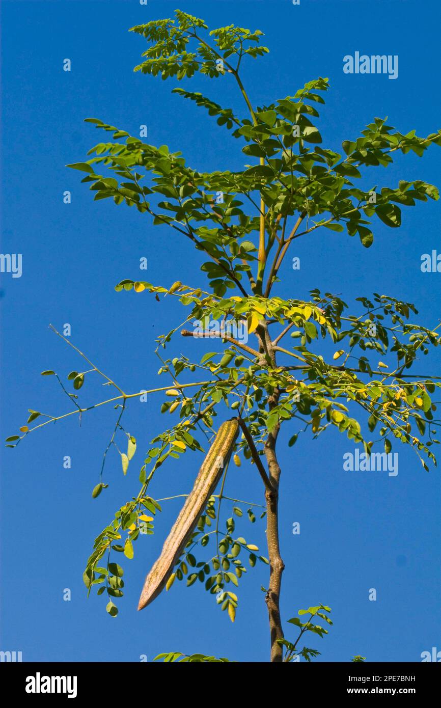 Horseradish tree, Behen tree, Behen nut tree, moringa (Moringa oleifera