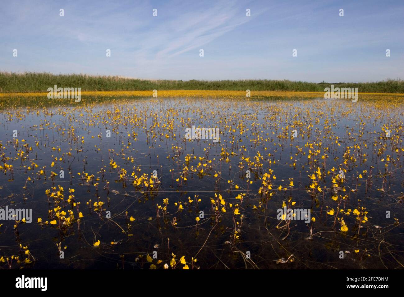 Common Bladderwort (Utricularia vulgaris) flowering, mass in habitat, Strumpshaw Fen RSPB Reserve, River Yare, The Broads, Norfolk, England, United Stock Photo