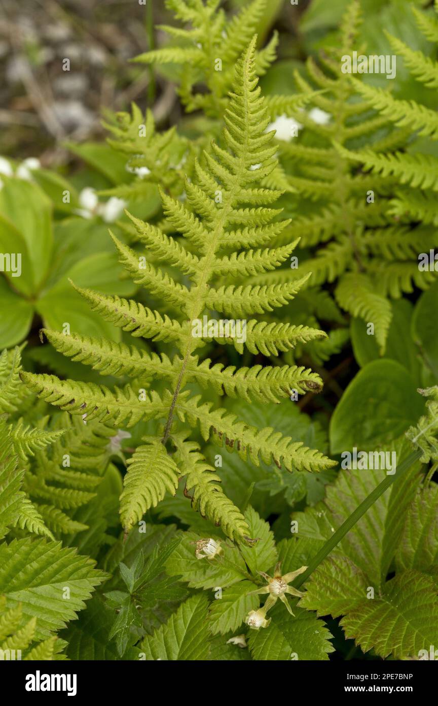 Beech Fern (Phegopteris connectilis) close-up of frond, growing in damp woodland, Newfoundland, Canada Stock Photo