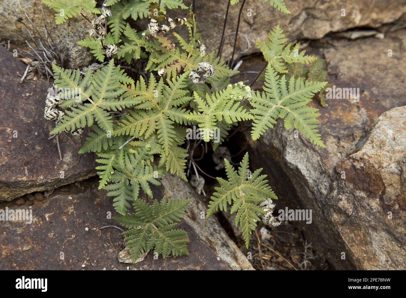 Star Cloak Fern (Notholaena standleyi) growing on rock, Big Bend N. P. Chihuahuan Desert, Texas (U.) S. A Stock Photo