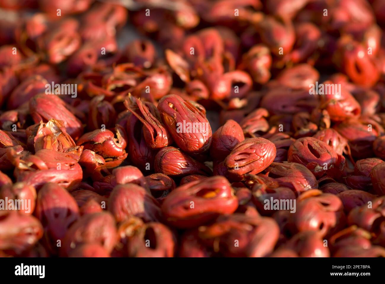 Nutmeg tree (Myristica fragrans) 'Mace', drying the outer kernels, Uhak