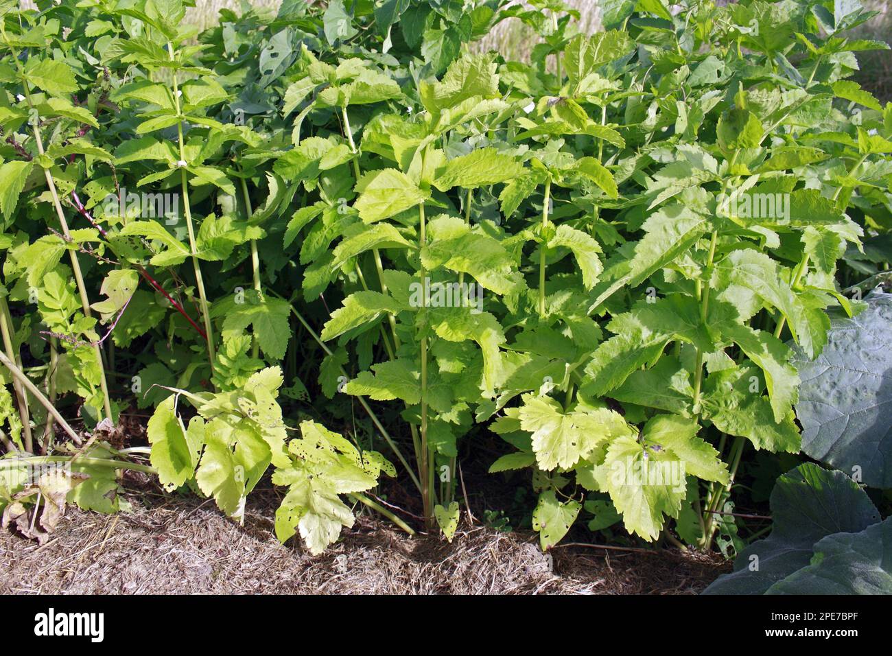 Parsnip (Pastinaca sativa) crop, growing in garden vegetable plot, Bacton, Suffolk, England, United Kingdom Stock Photo