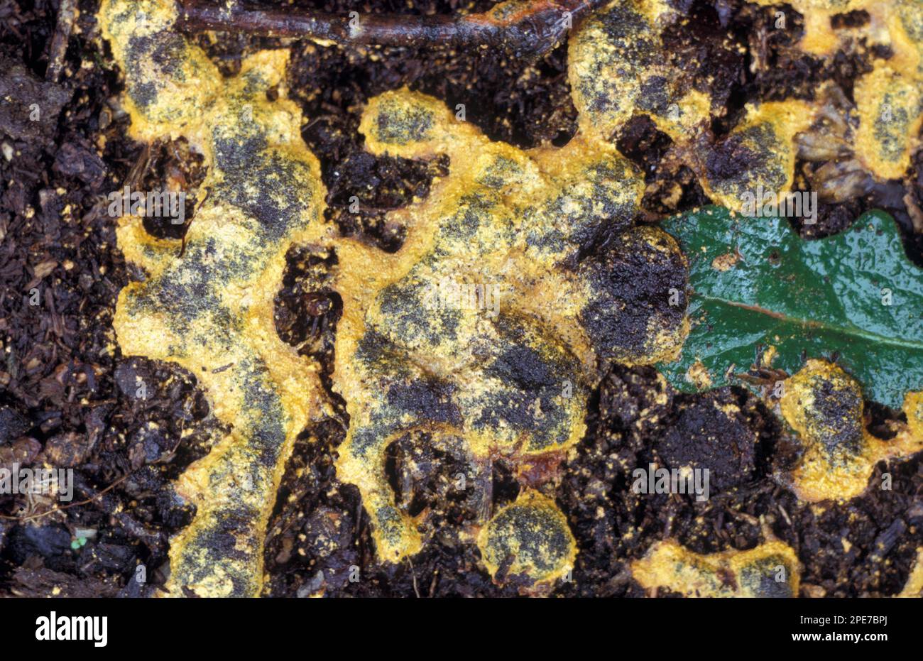 Dog vomit slime mold (Fuligo septica), witch butter, slime mould, protozoa, slime mould Producing violet spores (no. 5 of set), 11am, 28 July Stock Photo