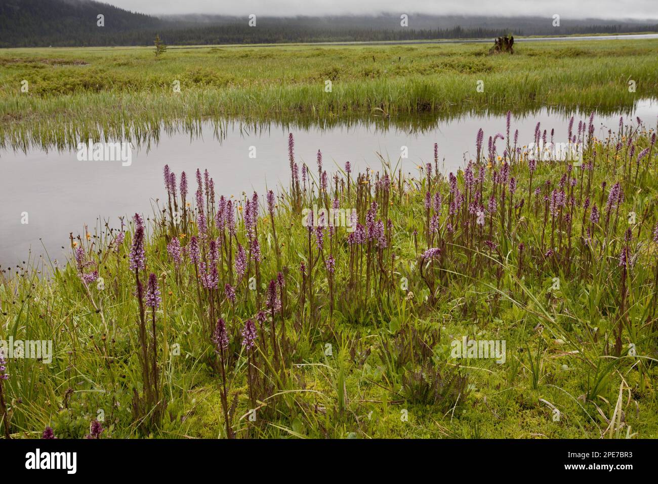 Elephanthead (Pedicularis groenlandica) flowering, growing in mossy marsh habitat at 6000ft. Sparks Lake, Cascade Mountains, Oregon (U.) S. A Stock Photo