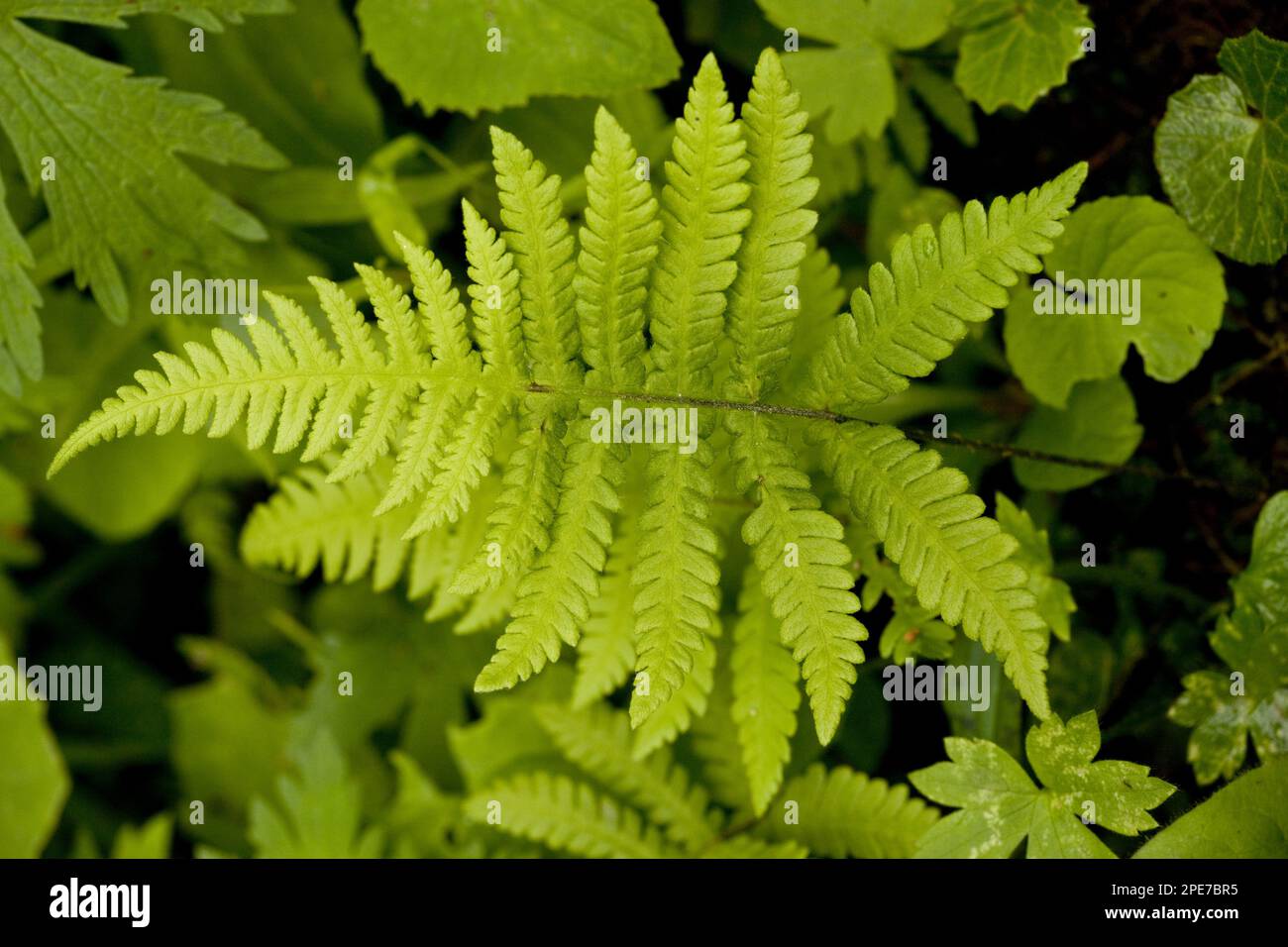Beech Fern (Phegopteris connectilis) close-up of frond, in shady woodland, Swiss Alps, Switzerland Stock Photo