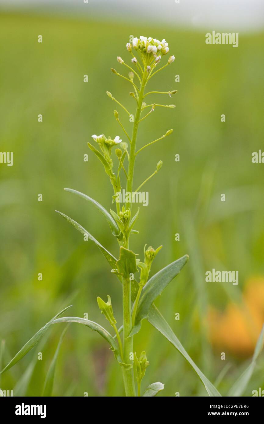 White Ball Mustard (Calepina irregularis) flowering, growing as weed, Italy Stock Photo