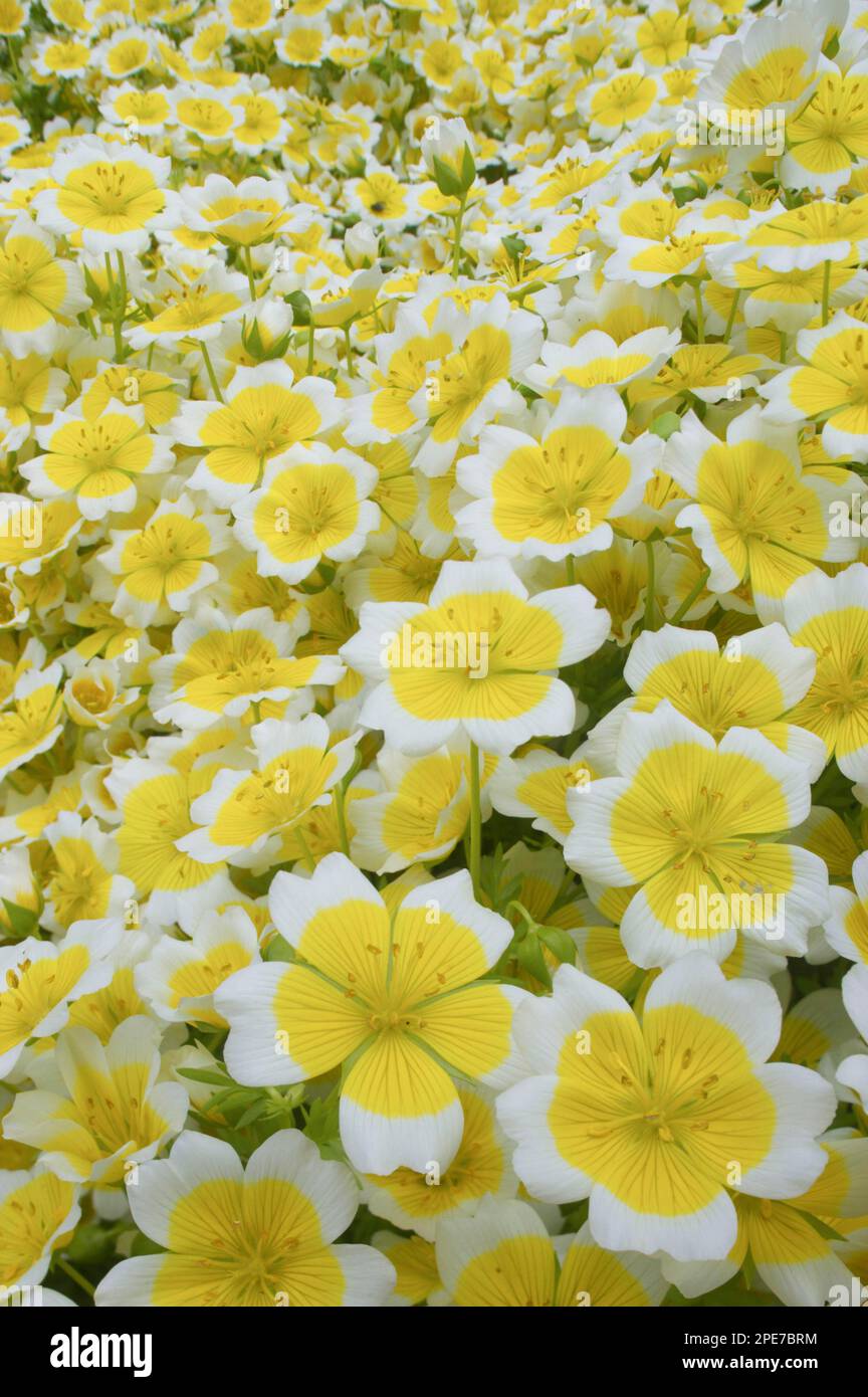 Poached douglas' meadowfoam (Limnanthes douglasii) flowering, in the garden, Essex, England, Great Britain Stock Photo