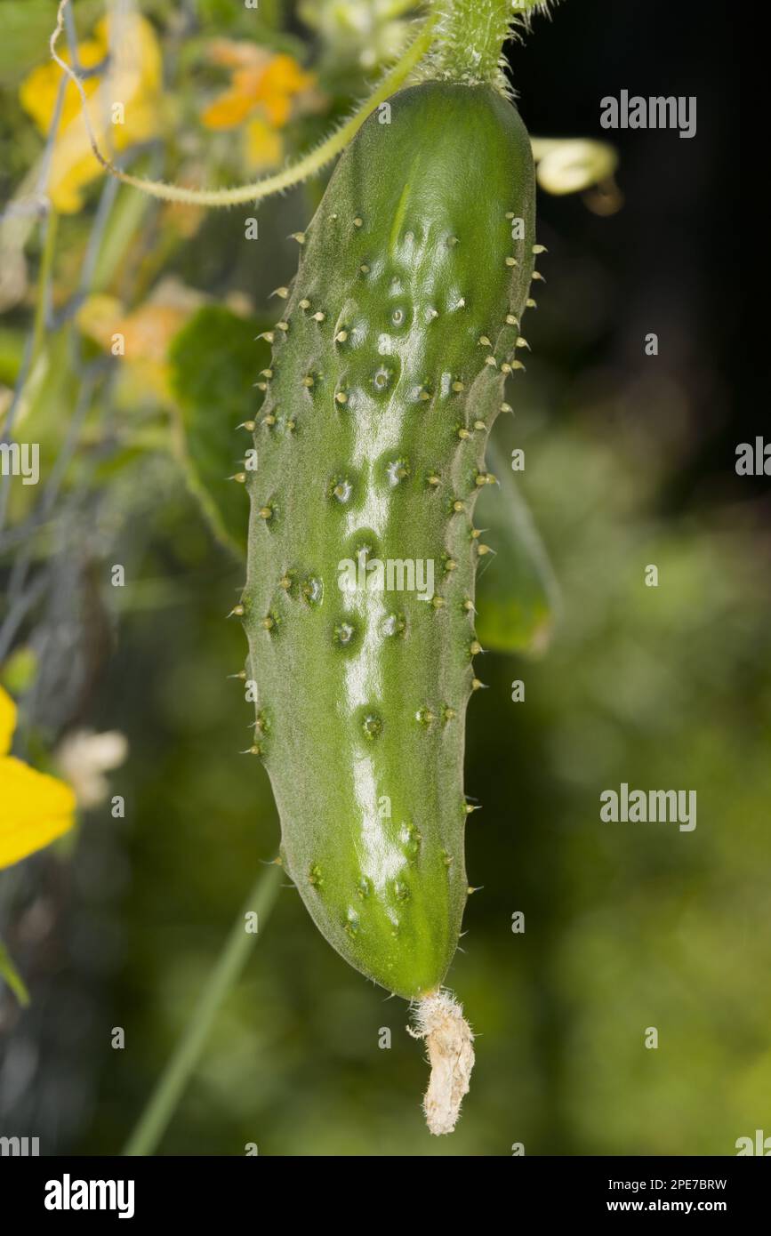 Cucumber (Cucumis sativus) close-up of young fruit, growing on vine in ...