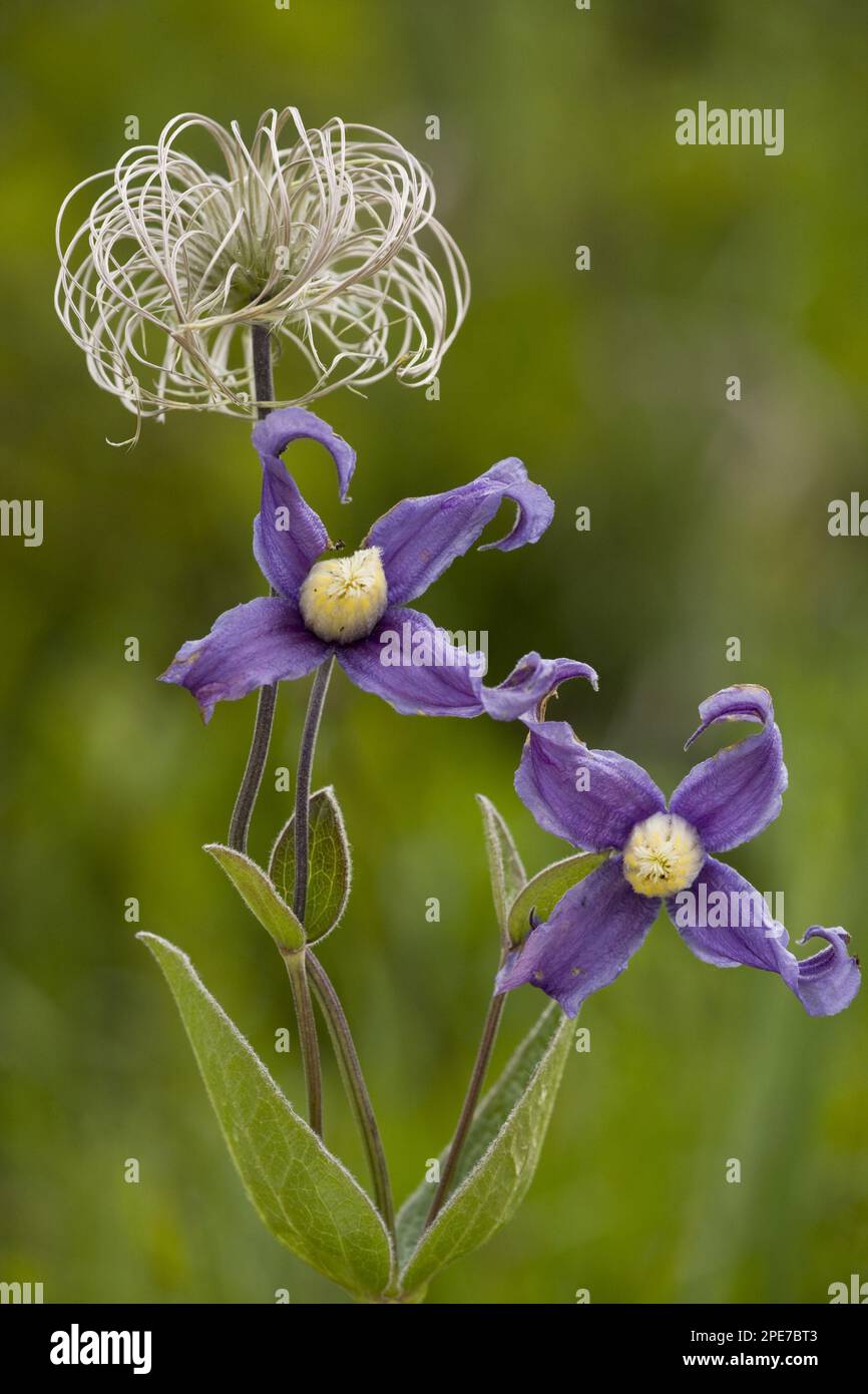 Solitary clematis (Clematis integrifolia) in flower and fruit, Romania Stock Photo