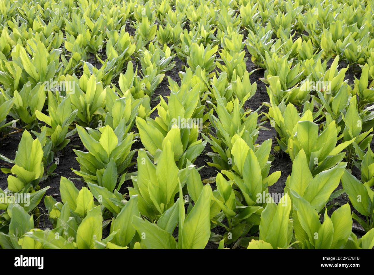 Turmeric (Curcuma longa), curcume, yellow ginger, saffron root, turmeric, ginger family, Turmeric crop, growing in field, Gundelpet, Karnataka, India Stock Photo