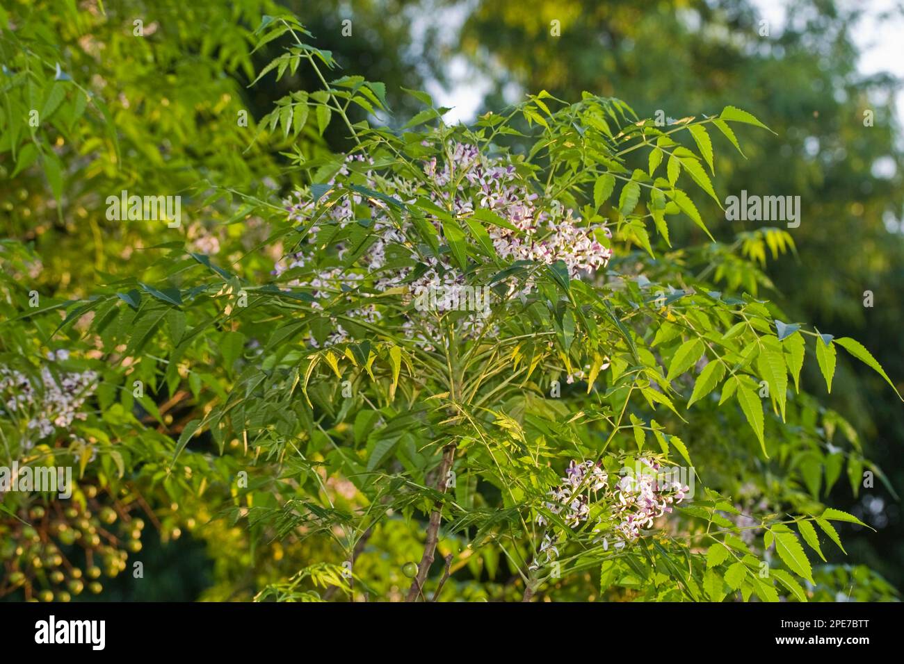Leaves and flowers of the neem (Azadirachta indica), Palawan Island, Philippines Stock Photo